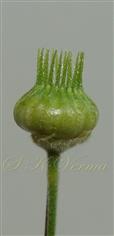 Fruit (Schizocarp)
